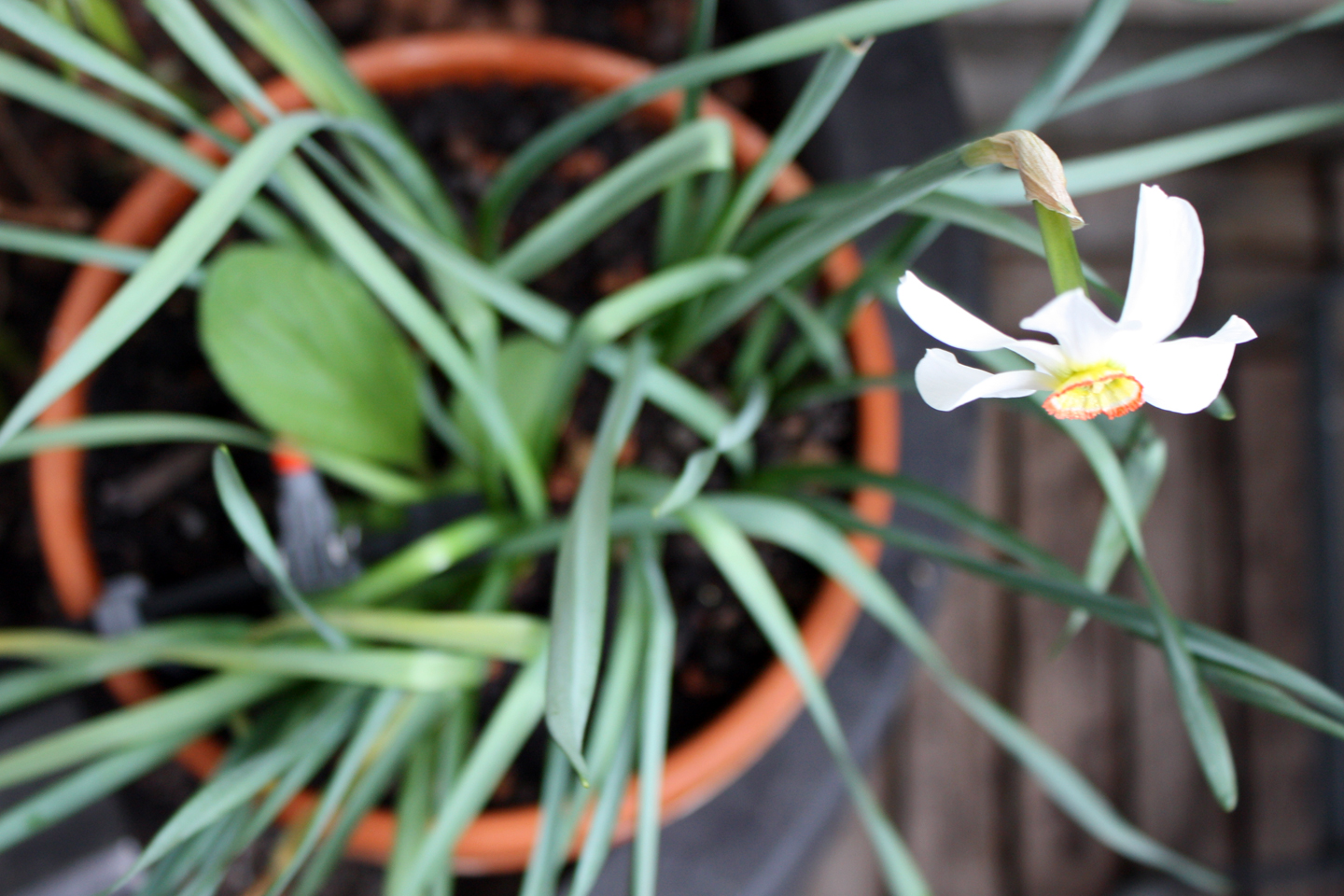 Weiße Narzisse (Narcissus poeticus)