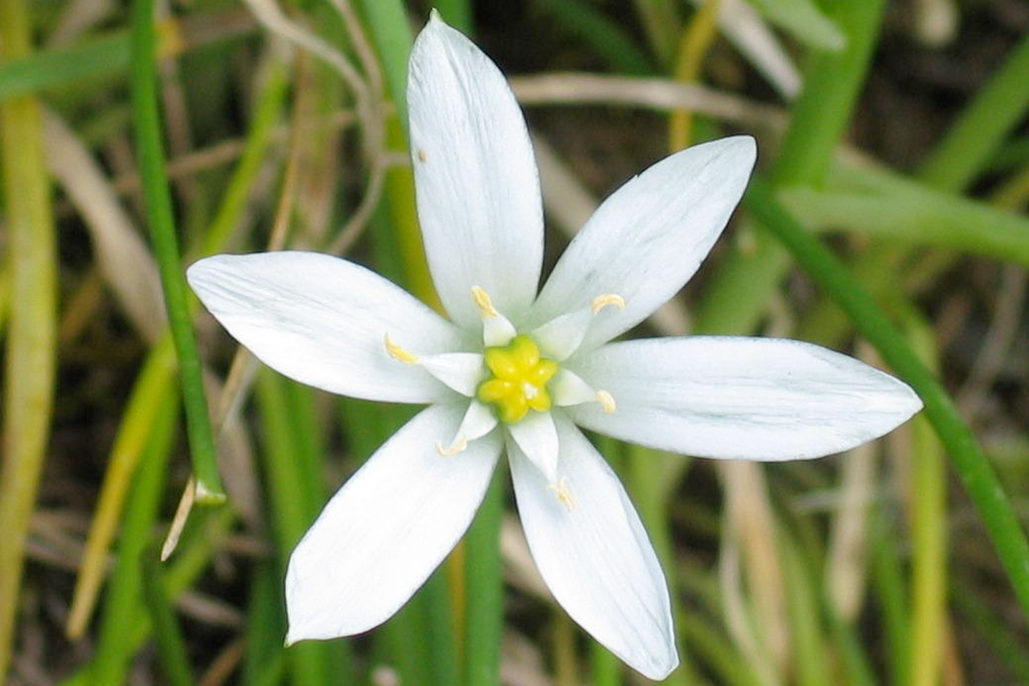Doldiger Milchstern (Ornithogalum umbellatum)