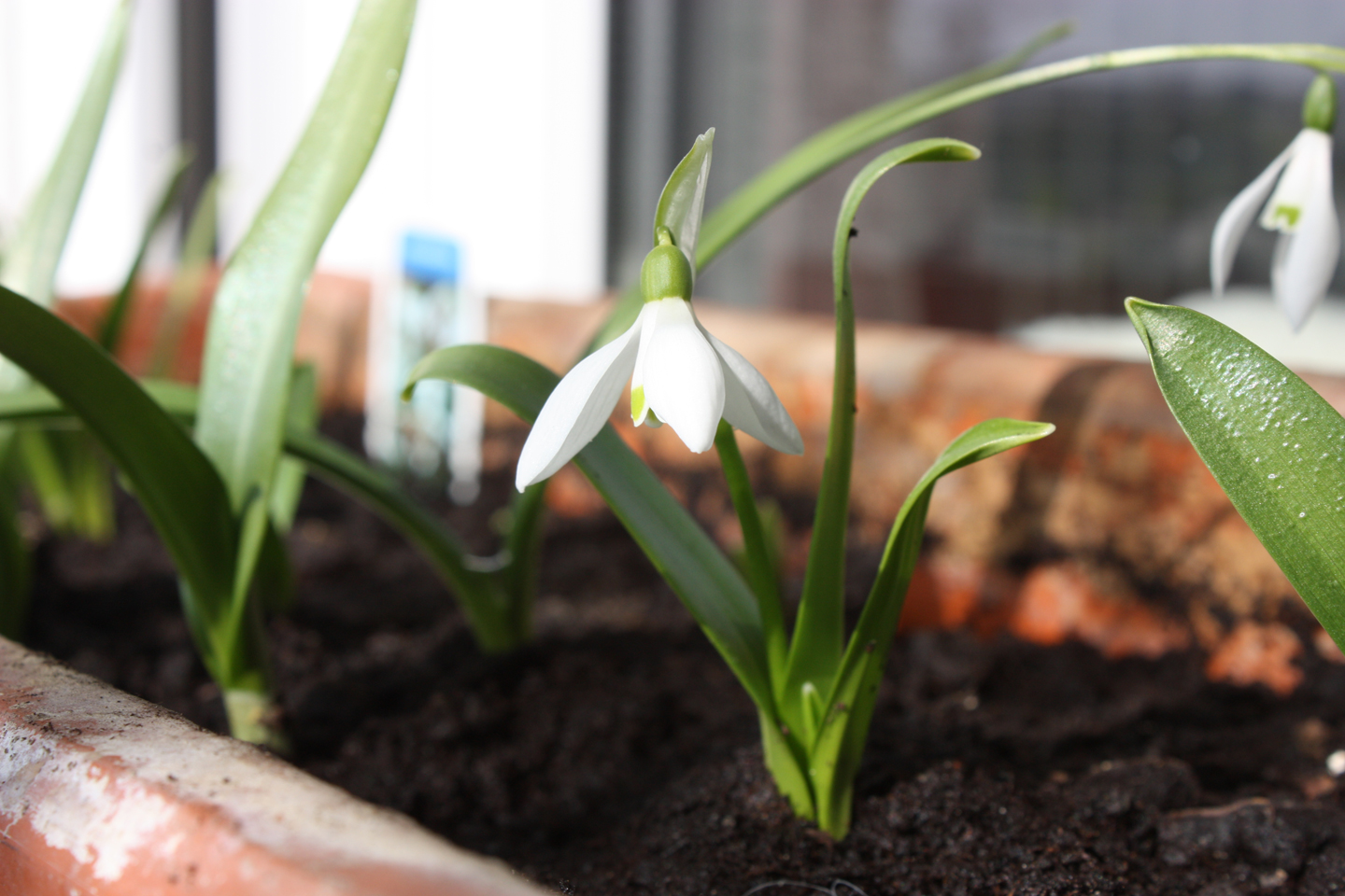 Schneeglöckchen (Galanthus nivalis)
