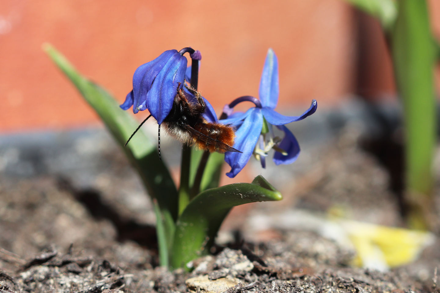 Männchen der Gehörnten Mauerbiene trinkt Nektar in der Blüte eines Sibirischen Blausternchens (Scilla siberica)