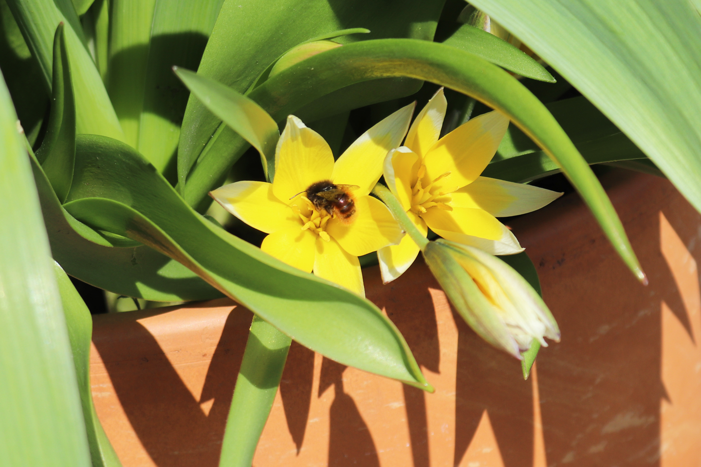 Mauerbiene besucht Wildtulpe (Tulipa tarda)