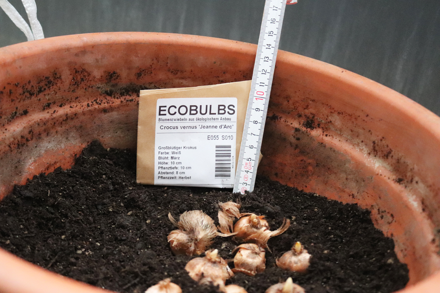 Blumenzwiebeln richtig pflanzen