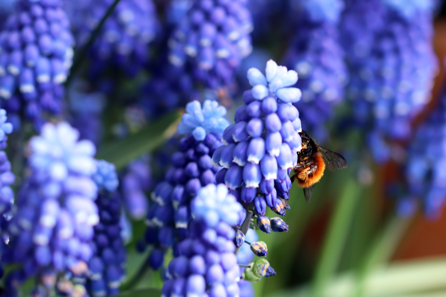 Traubenhyazinthen (Muscari botryoides 'Superstar')