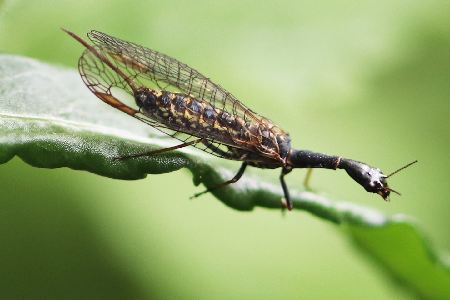 Gelbhalsige Kamelhalsfliege (Xanthostigma xanthostigma)
