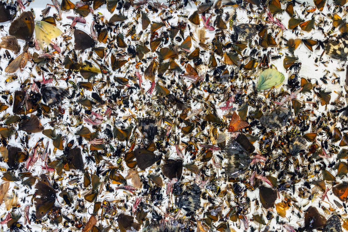 Forschungsobjekt: Insektenfang einer Malaisefalle