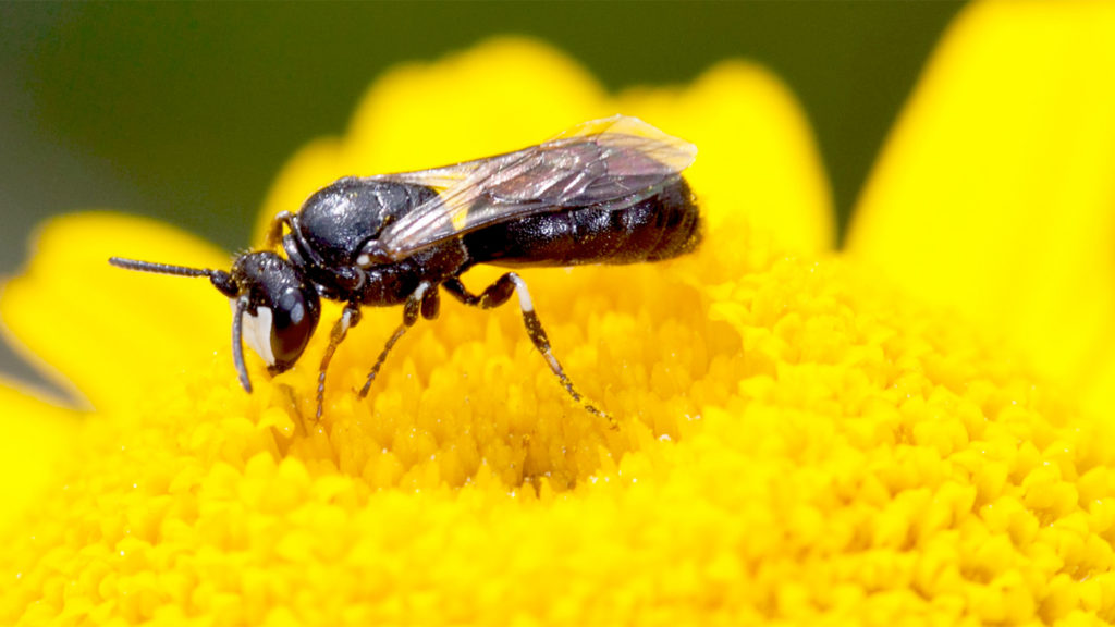 Die Wildbiene des Jahres 2022: die Rainfarn-Maskenbiene