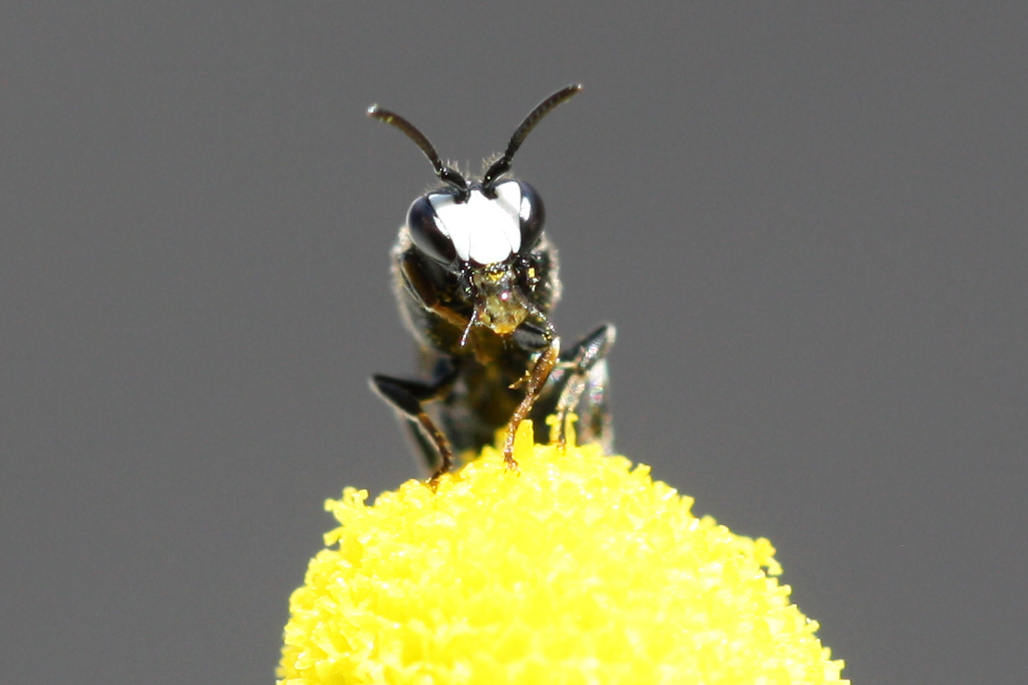 Rainfarn-Maskenbiene auf einer Kamille auf dem Wilden Meter