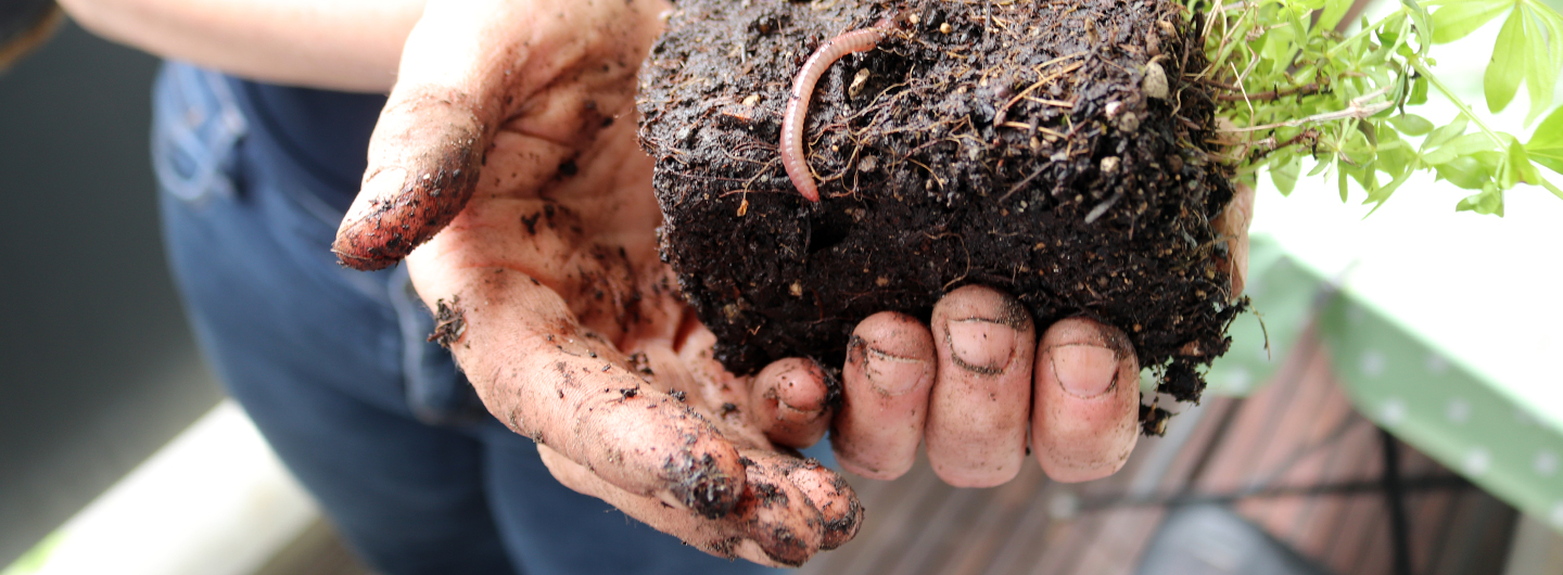 Wilder Meter: Ratgeber Balkongärtnern