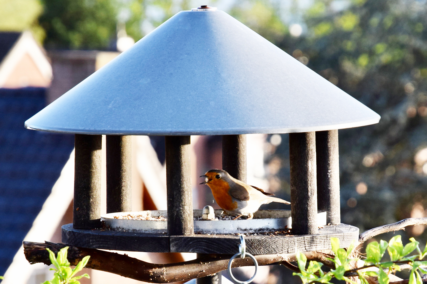 Das Rotkehlchen besucht regelmäßig das Futterhaus