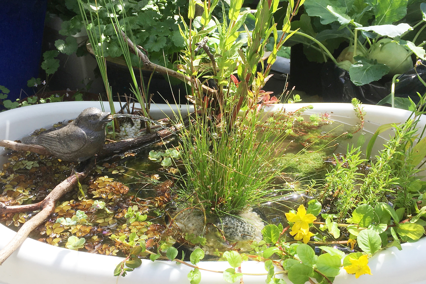 Der Teich, ein wichtiges Struktur-Element für unsere Insekten