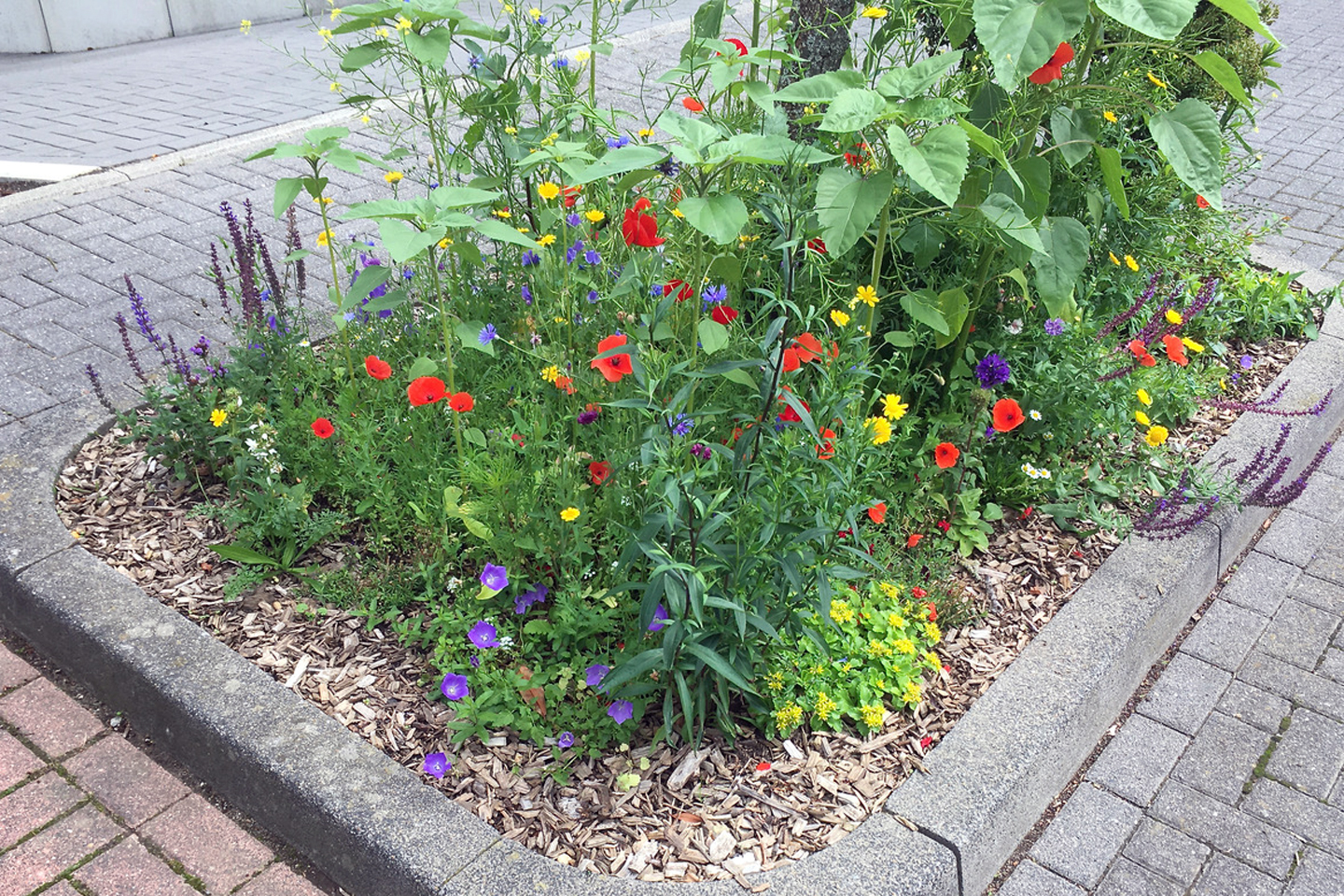Die „Lebensinsel Apollonia“ in unserer Straße