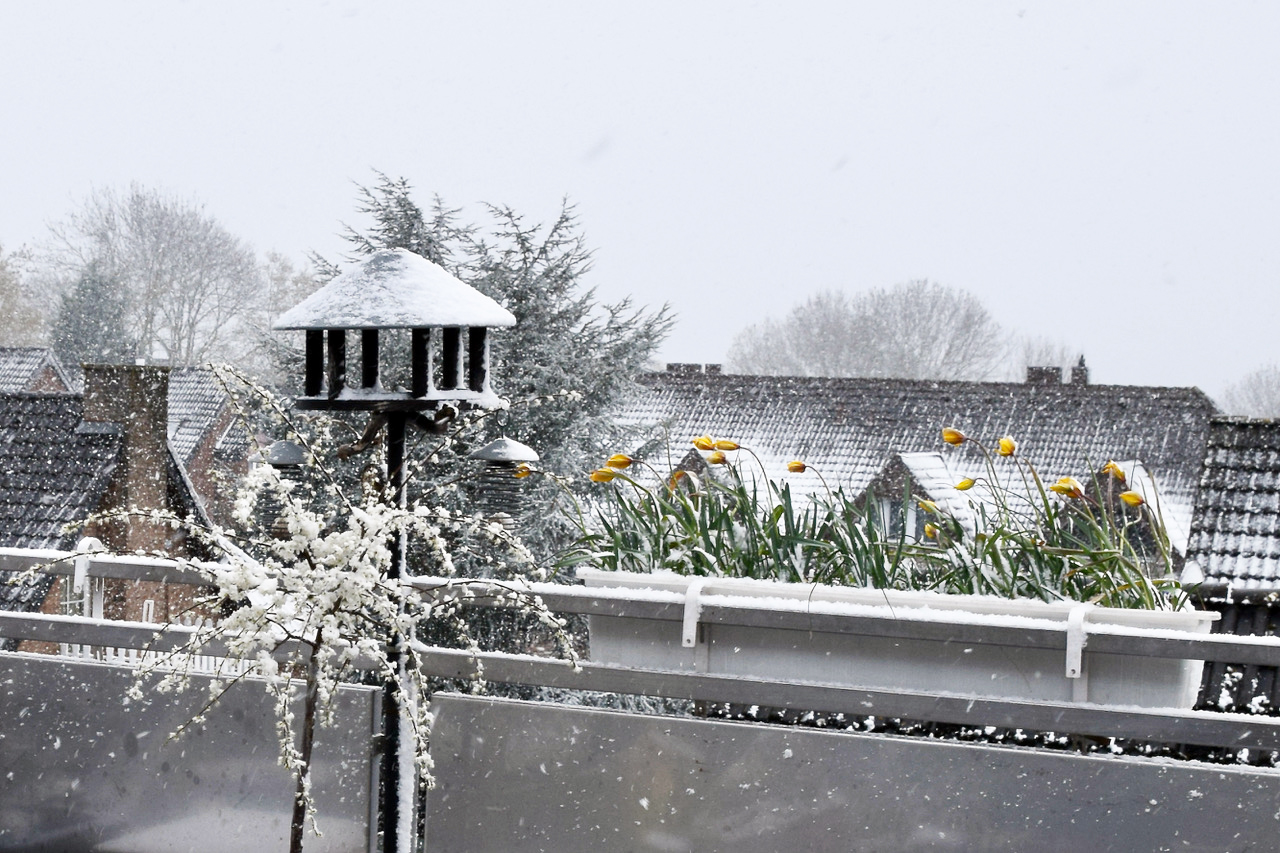 Die Weinbergtulpen halten sogar Schnee gut aus
