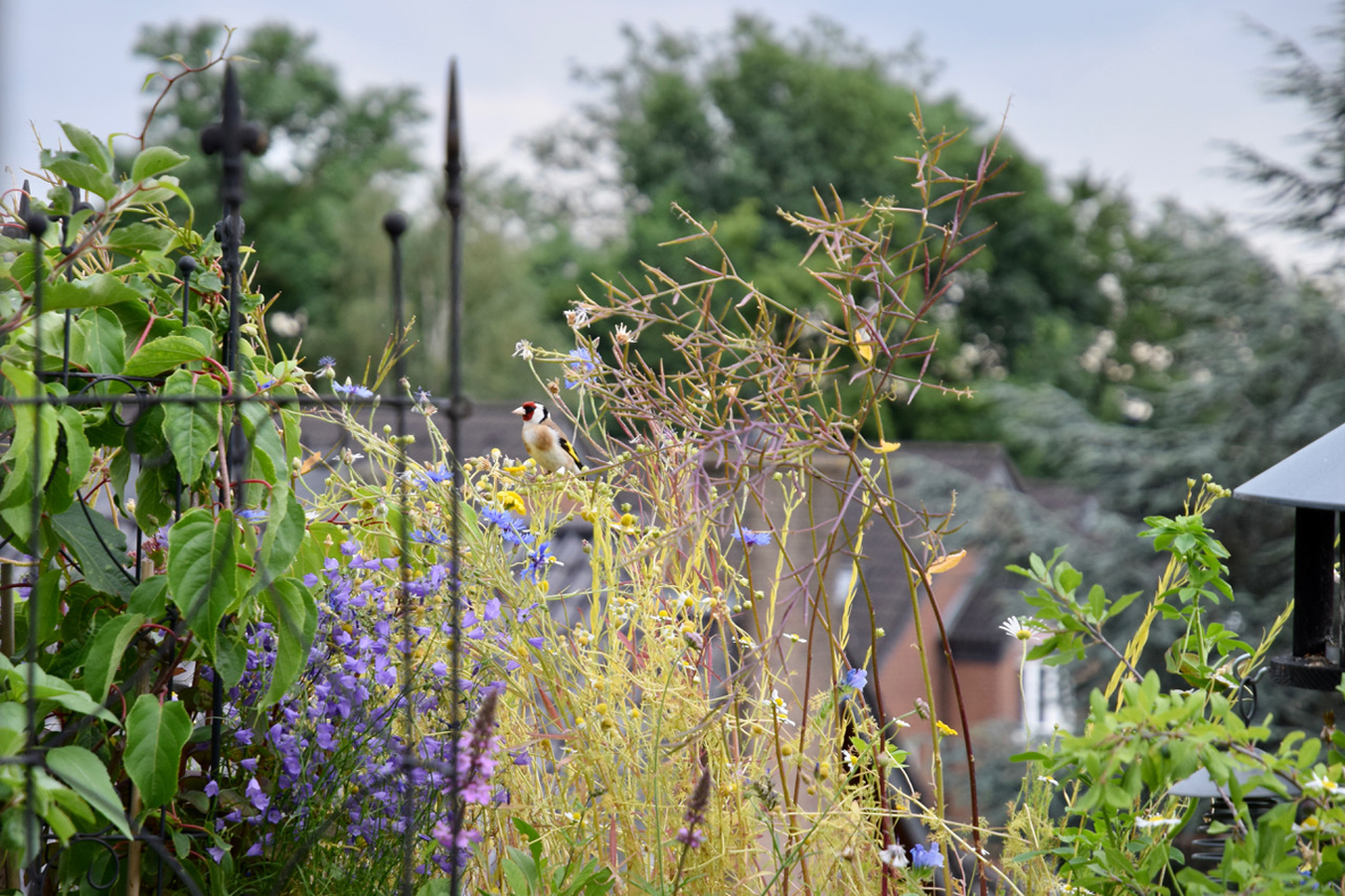 Ein Stieglitz sucht nach Samen