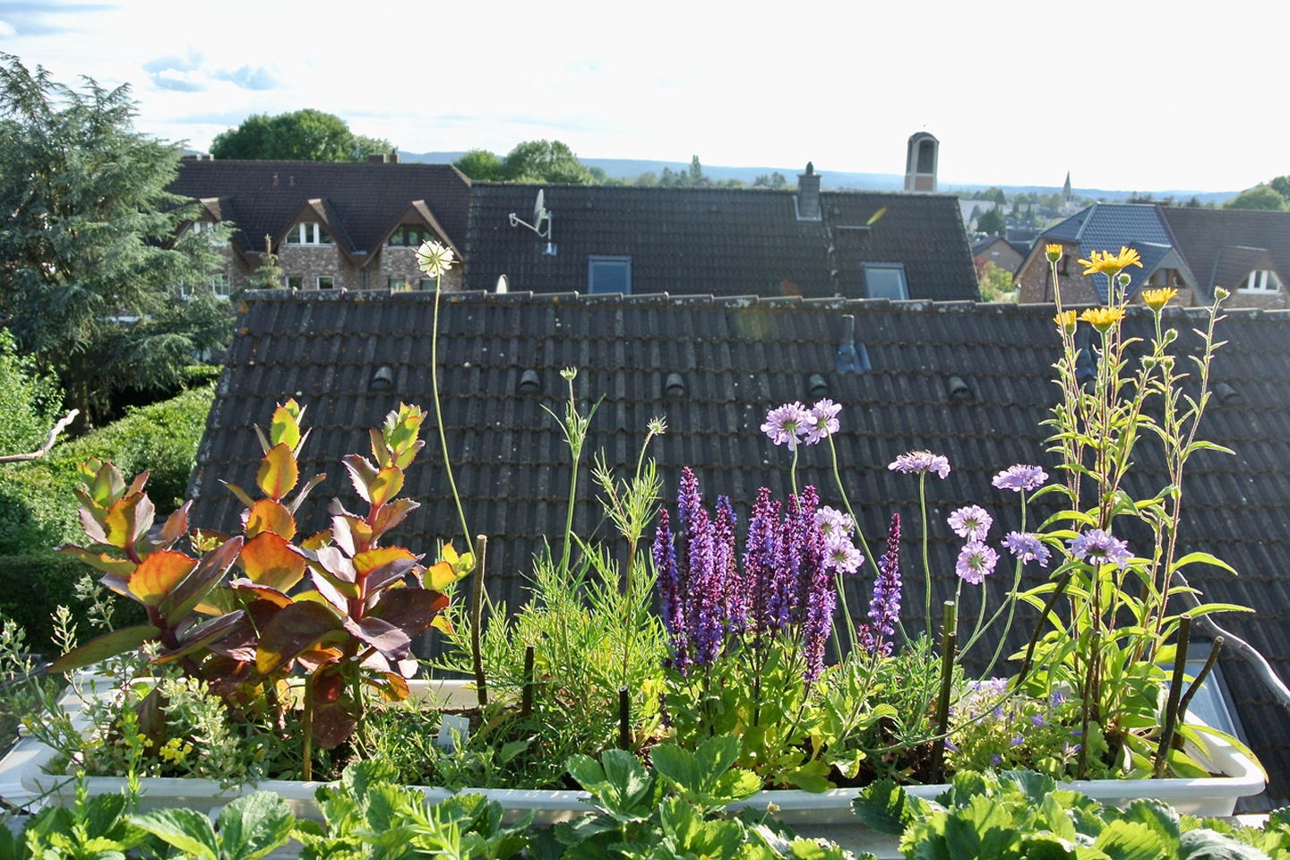 Ein Wildstaudenkasten für sonnige Standorte