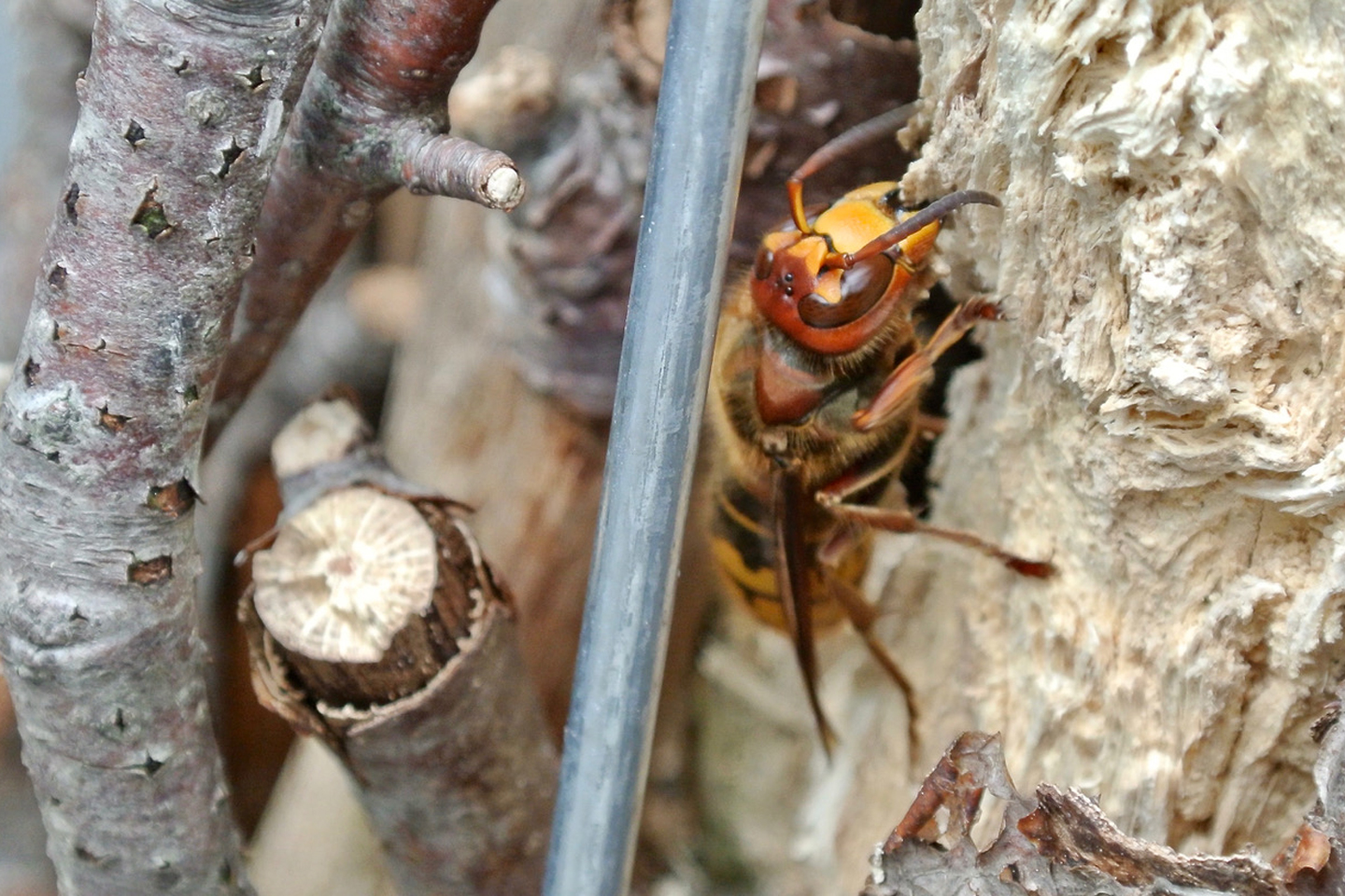 Eine Hornisse auf der Totholz-Pyramide