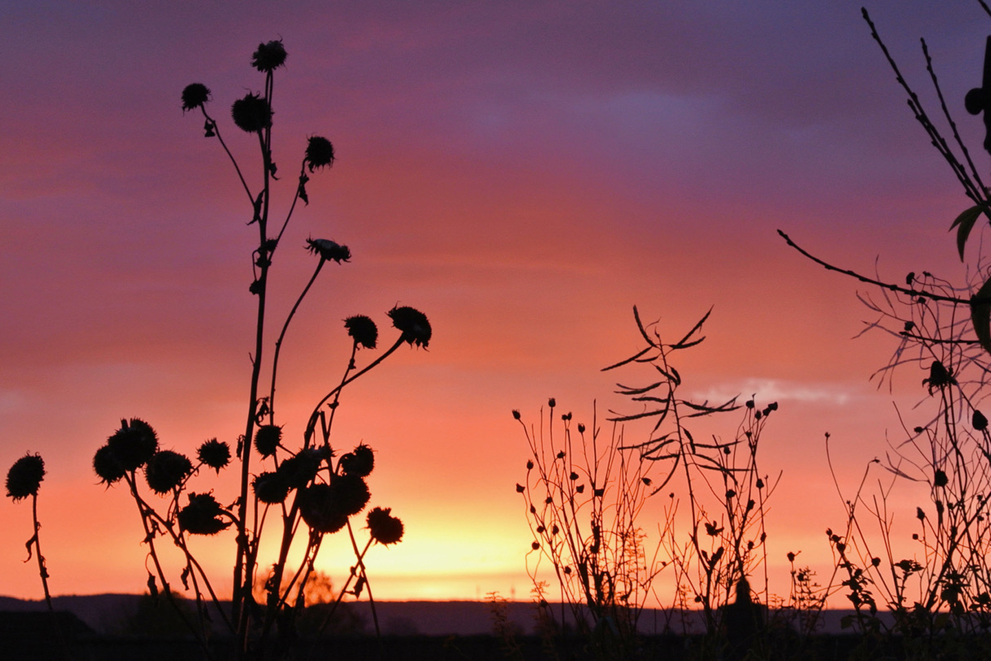Im Hortus Aquis geht die Sonne unter