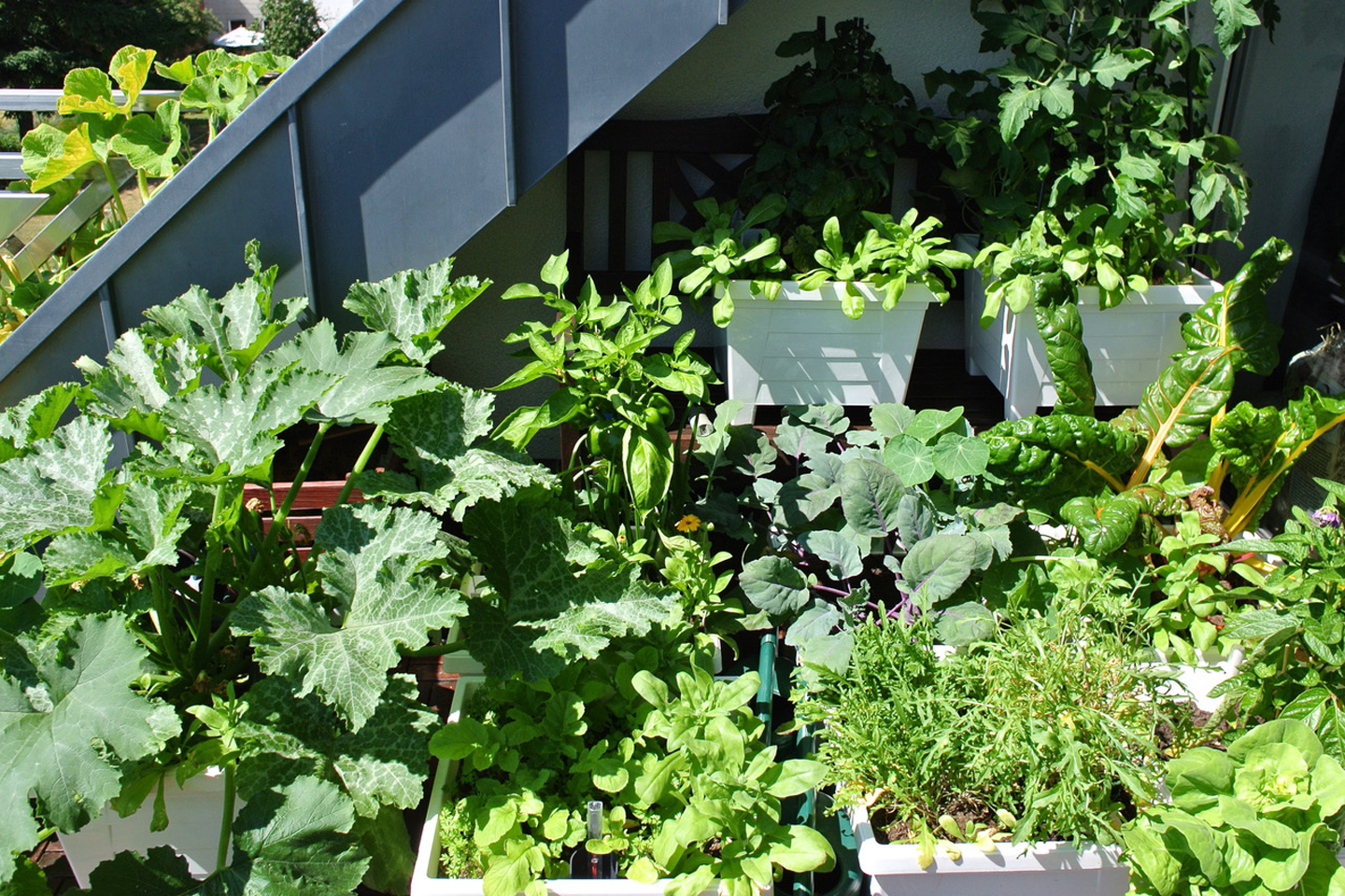 Gemüsegarten in Kübeln