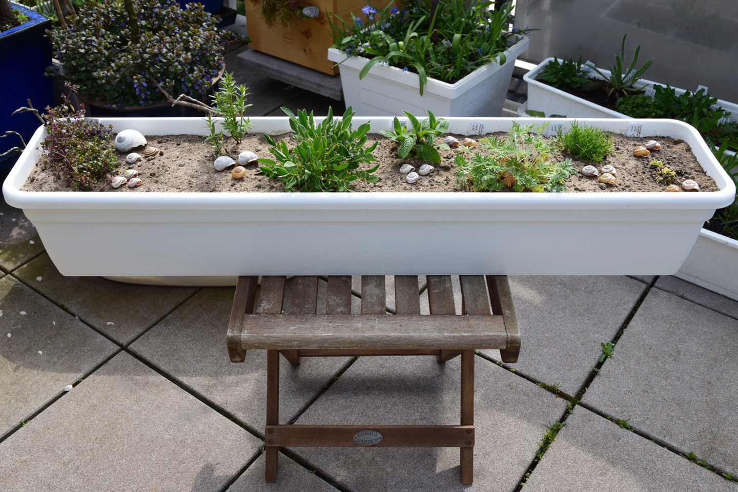 Eine Auswahl aus dem Pflanzpaket „Lebensraum Sandbienen“