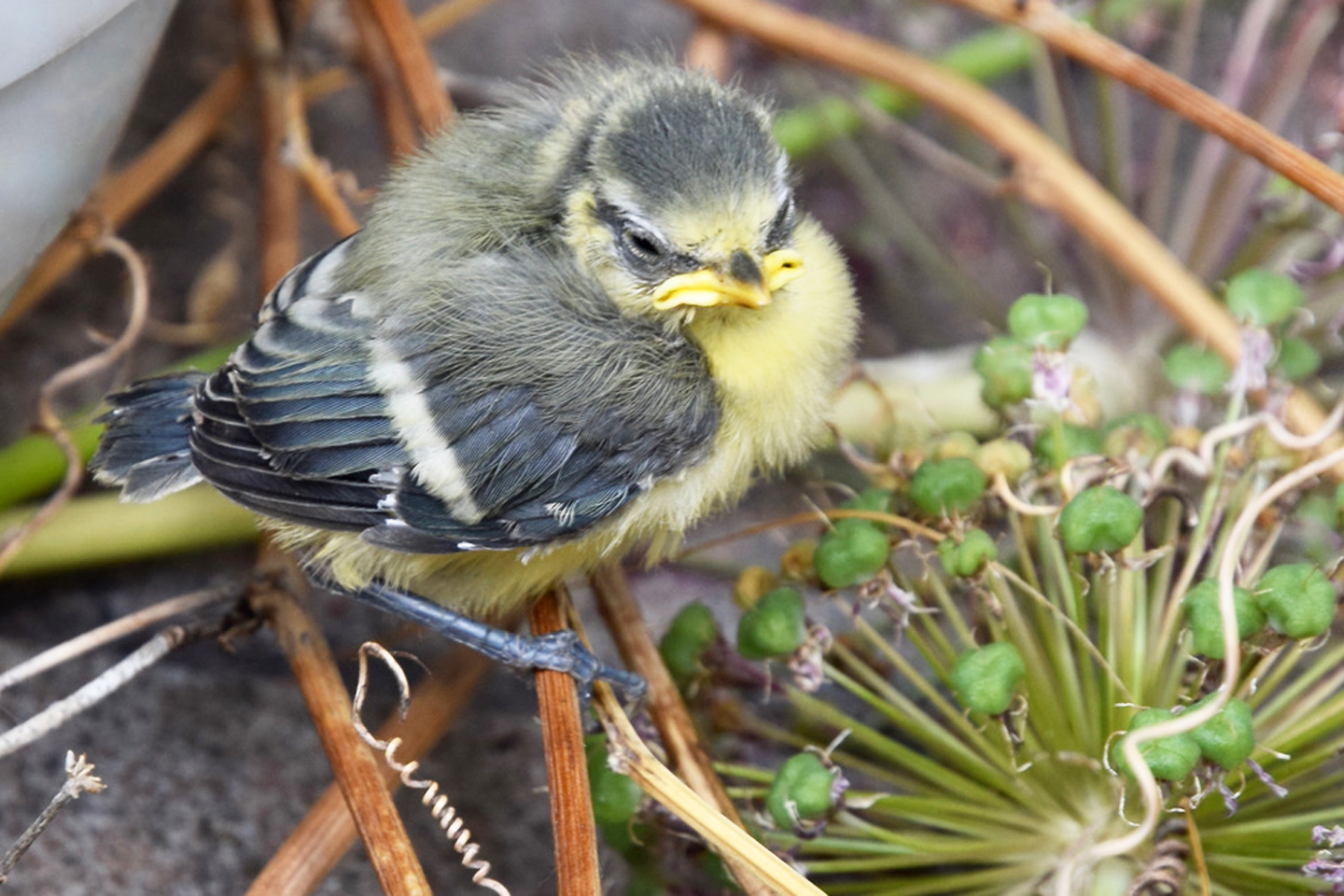 Unsere kleine Meise versteckt sich vor der Hitze
