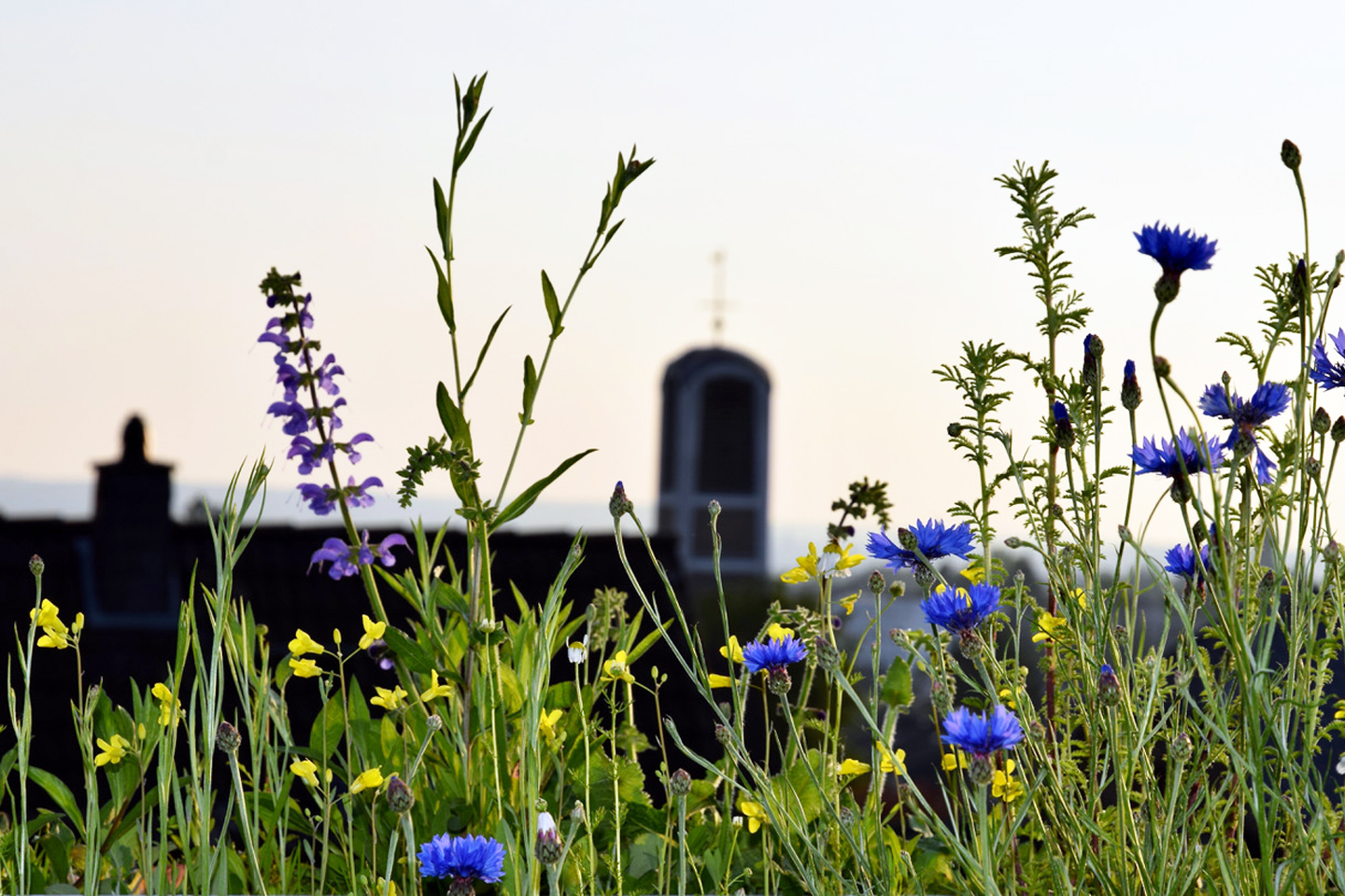 erschiedene Wildblumen an der Brüstung im Juni