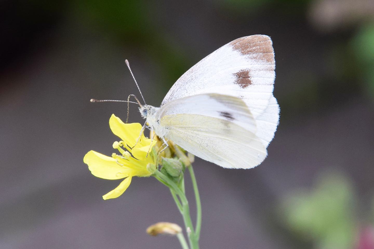 Karstweißling auf Wilder Rauke