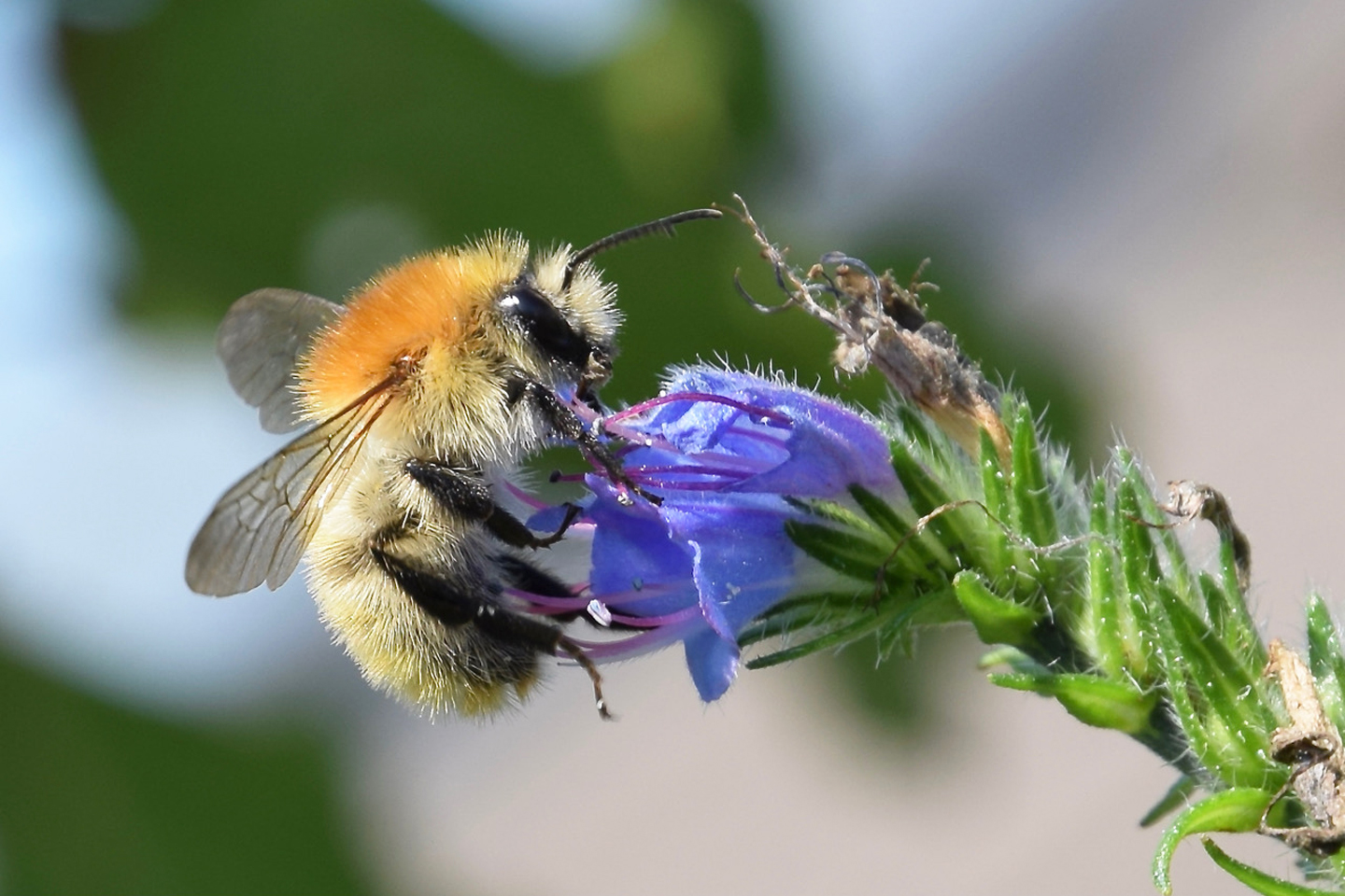 Die seltene Mooshummel auf dem Gewöhnlichen Natternkopf im Hortus Aquis