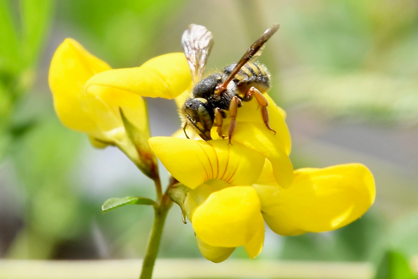Die gefährderte Felsspalten-Wollbiene besucht den Gewöhnlichen Hornklee im Mini-Biotop Hortus Aquis.