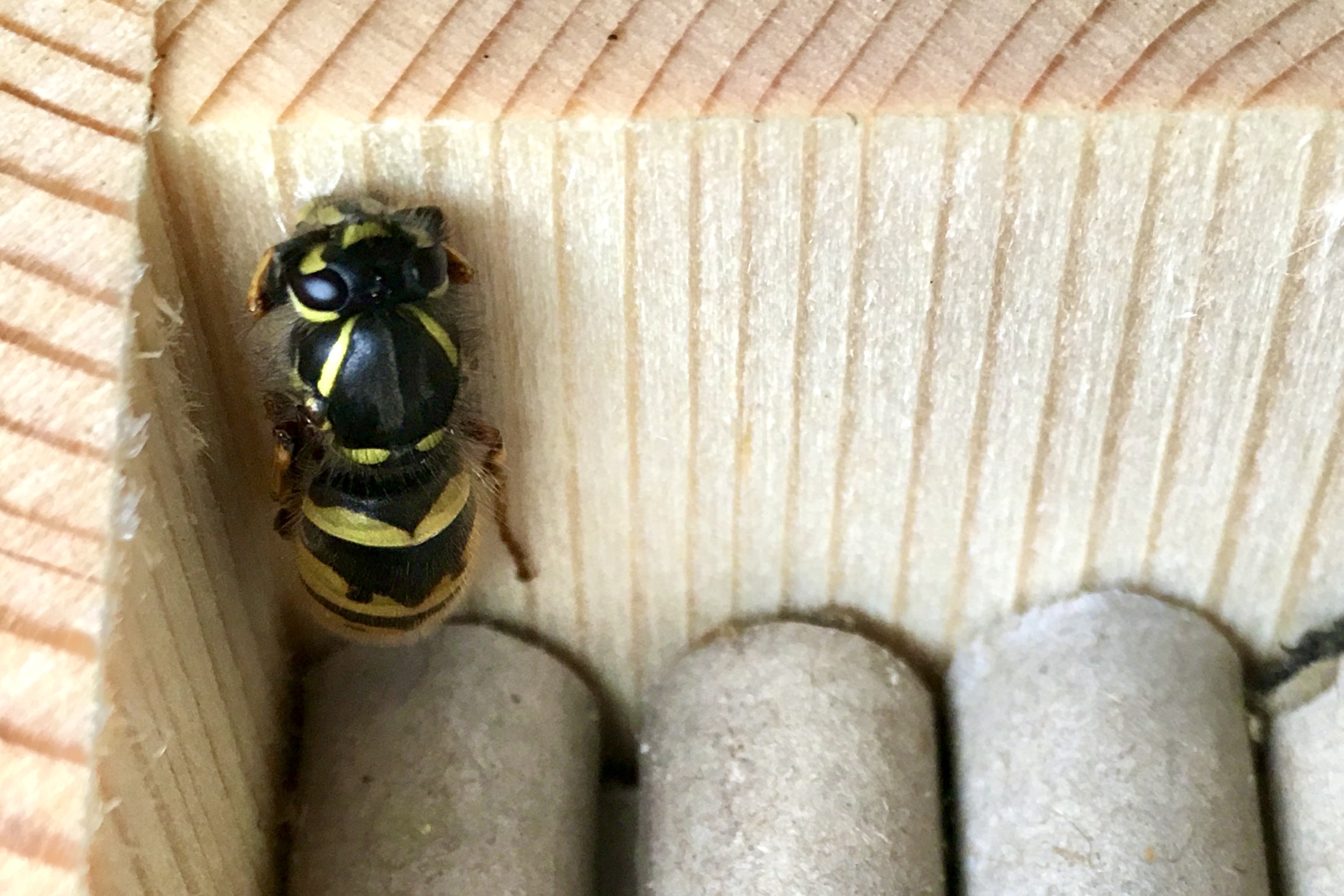 Wespe in Nisthilfe