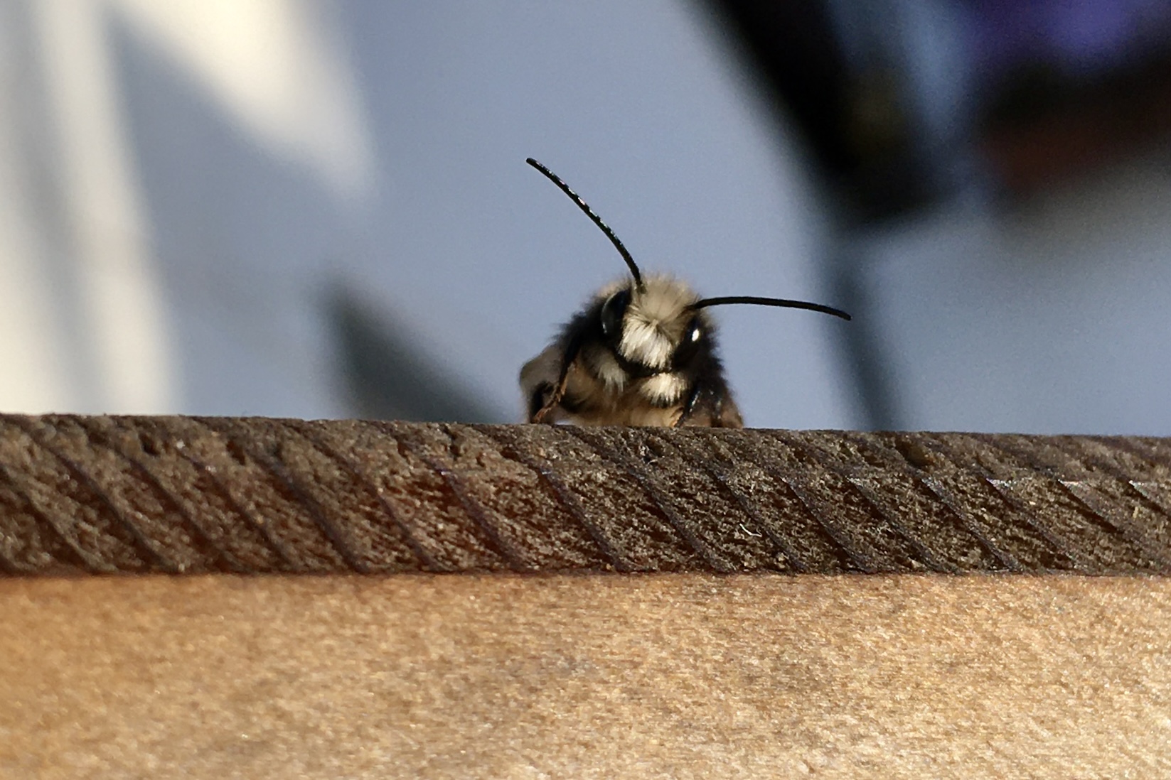 Balkonbesuch bei Katrin in Bielefeld