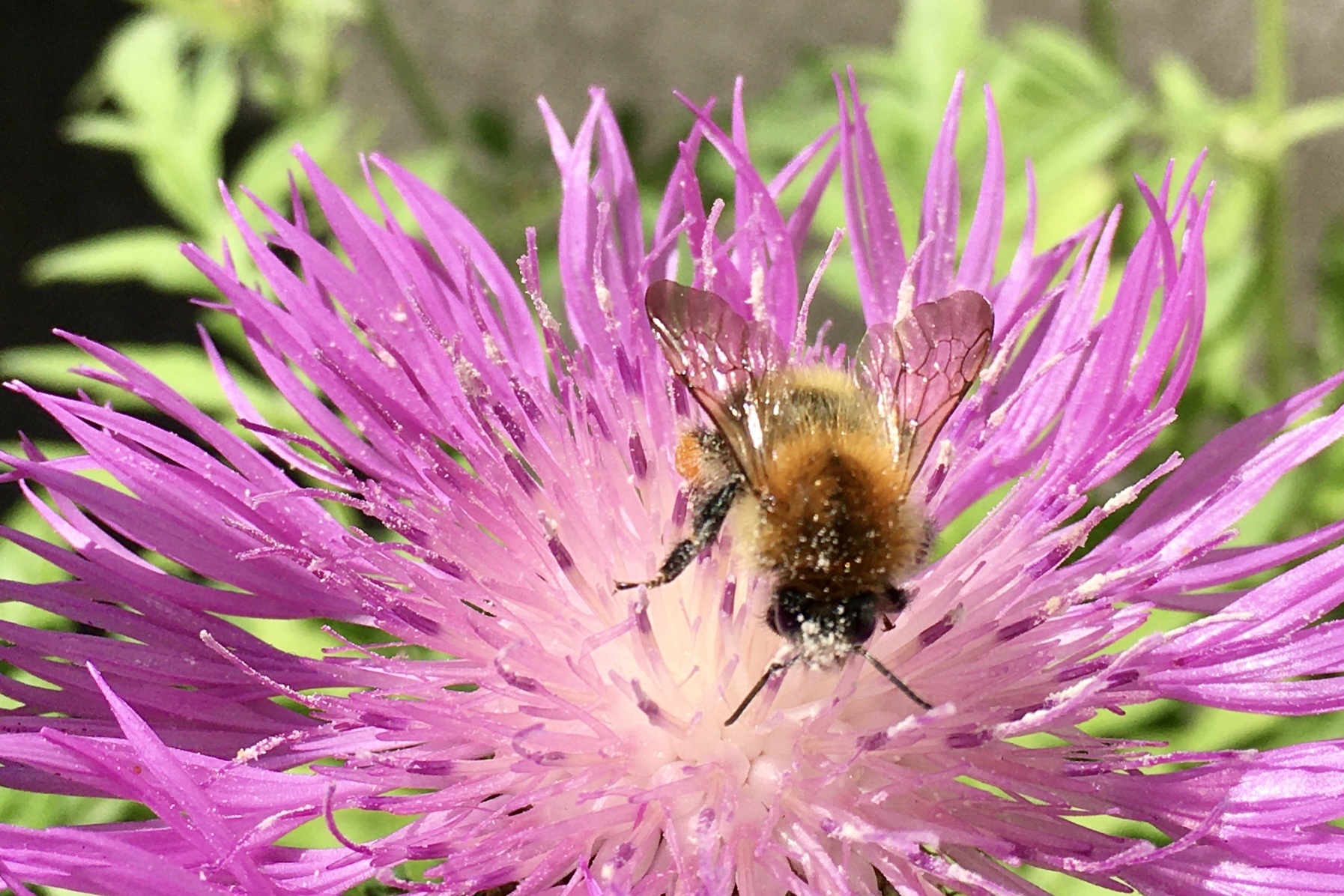 Balkonbesuch bei Katrin in Bielefeld
