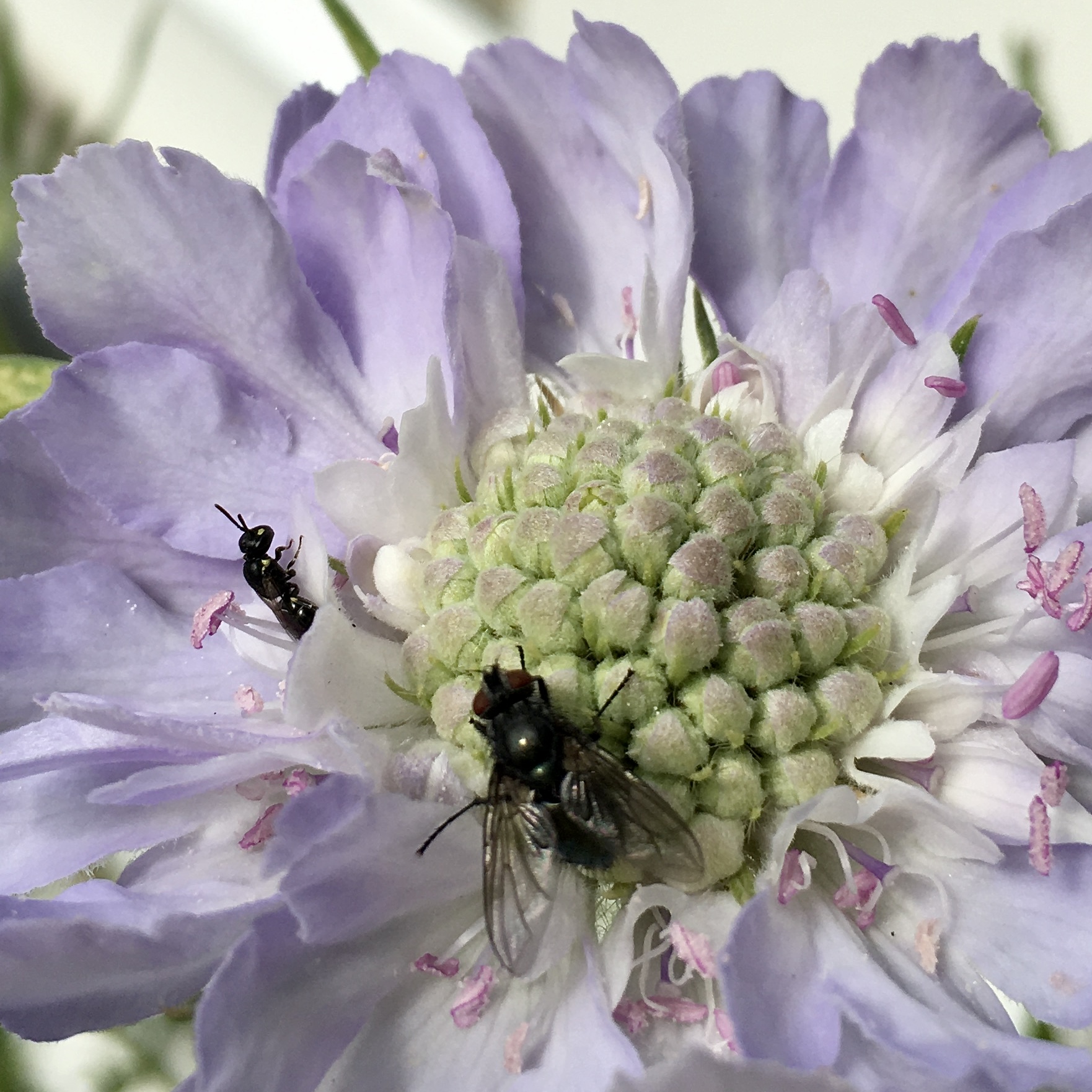Balkonbesuch bei Katrin in Bielefeld