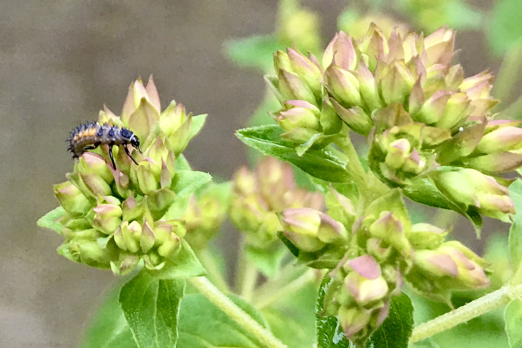 Balkonbesuch bei Katrin in Bielefeld