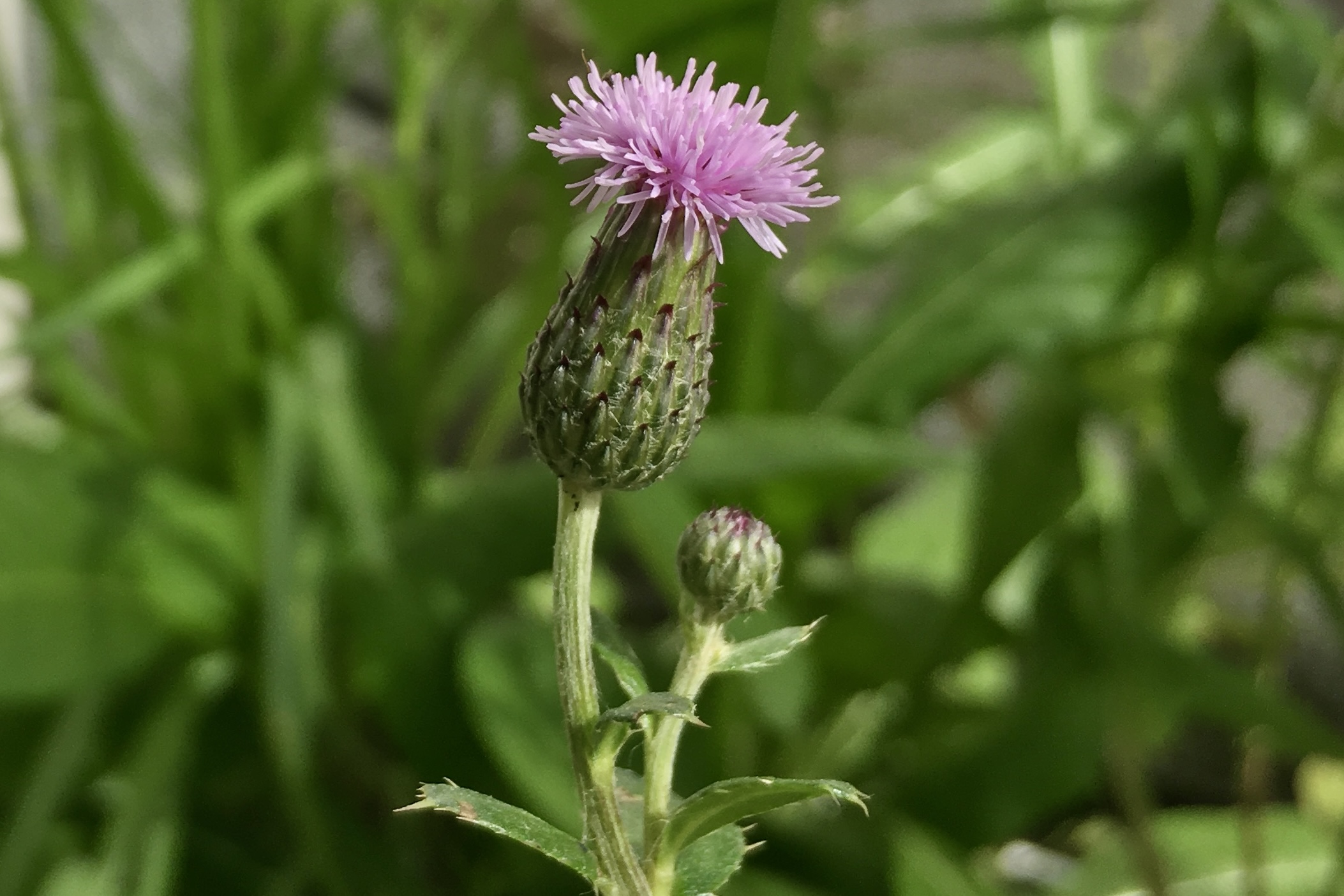 Balkonbesuch bei Katrin in Bielefeld