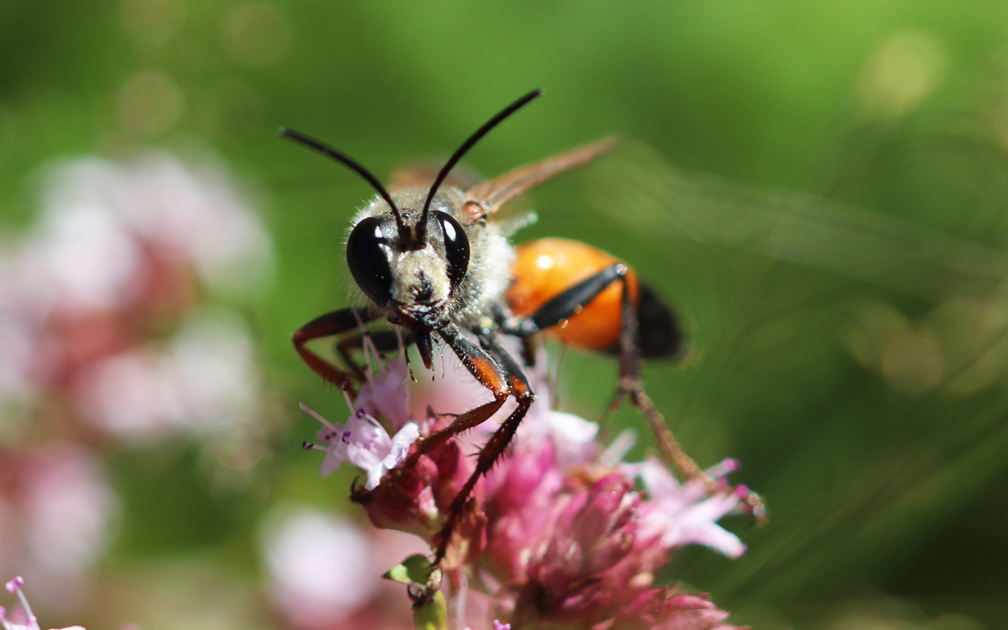 Heuschrecken-Sandwespe Sphex funerarius