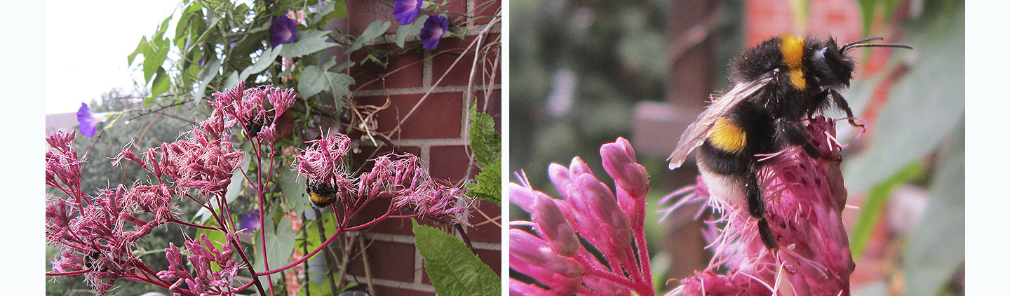 Erdhummel-Männchen auf Wasserdost