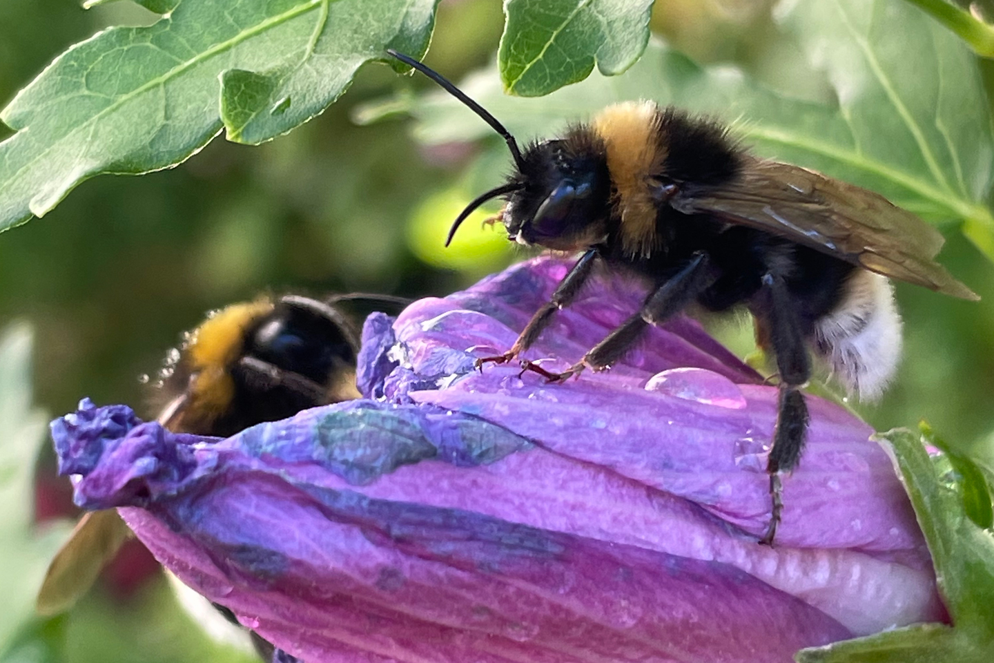 Erdhummel-Männchen auf einer fast verblühten Blüte des Garteneibisch am frühen Vormittag.