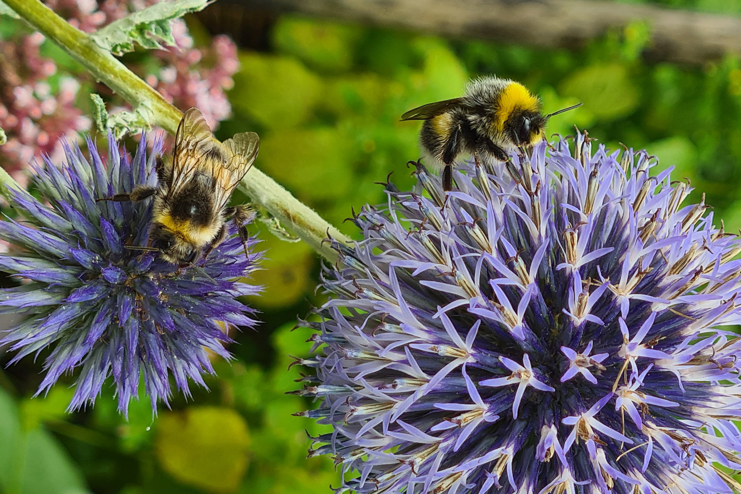 Erdhummel-Maennchen auf Kugeldistel c Anja Röder