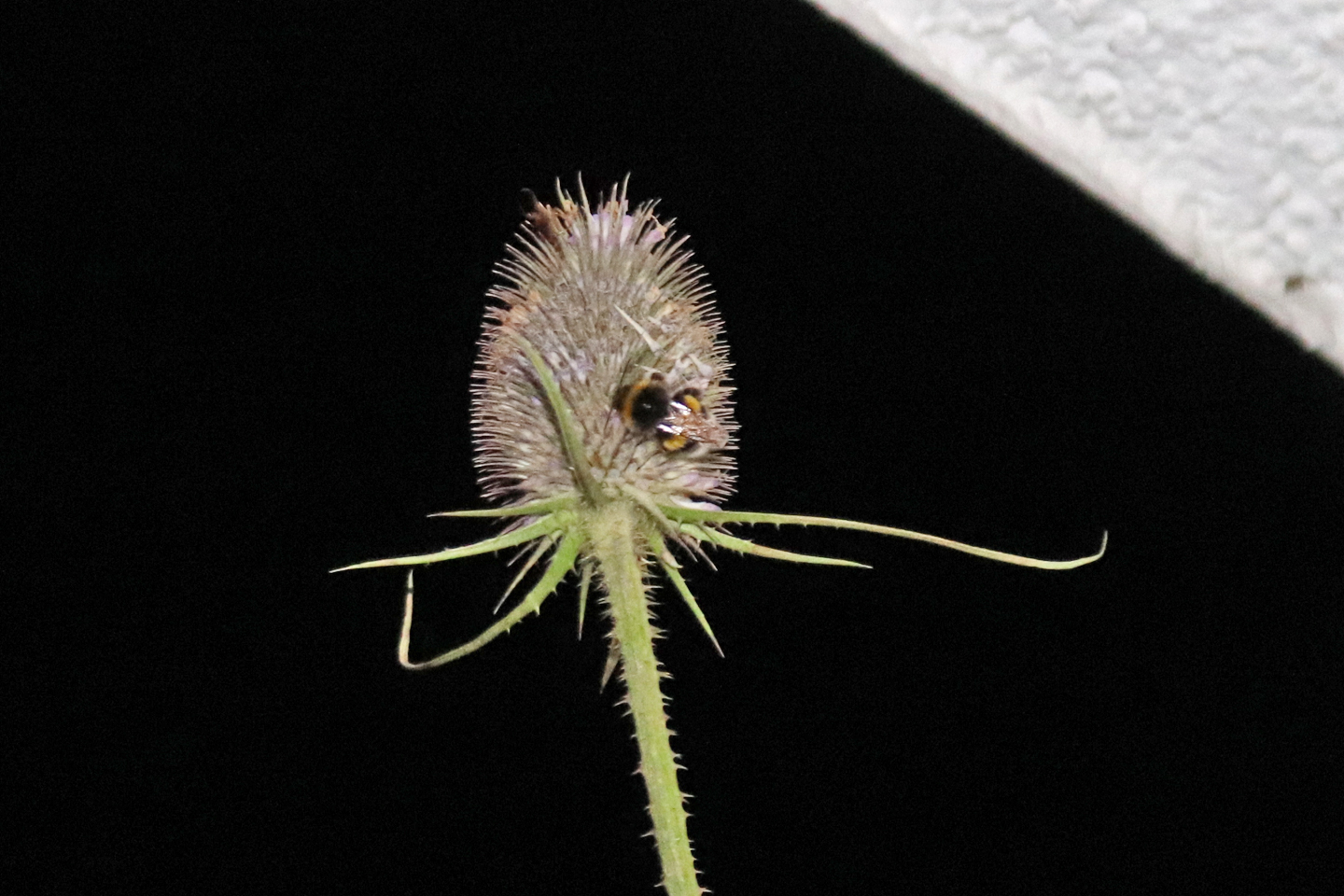 Erdhummel-Drohn auf Wilder Karde