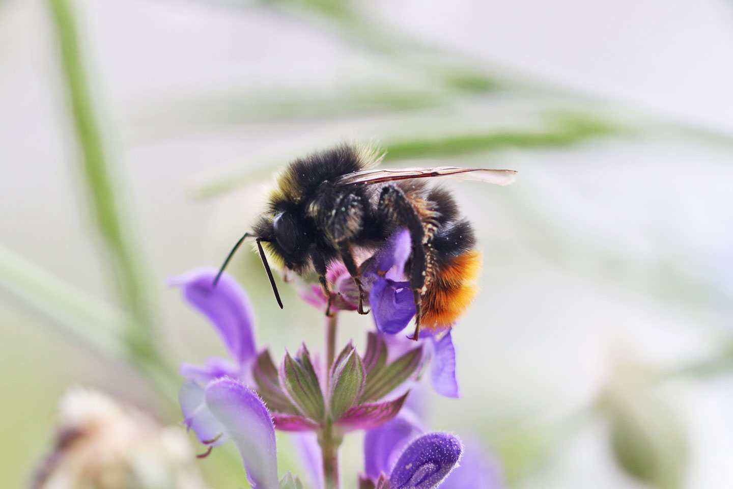 Steinhummel-Drohn übernachtet auf der Blüte des Steppen-Salbeis.