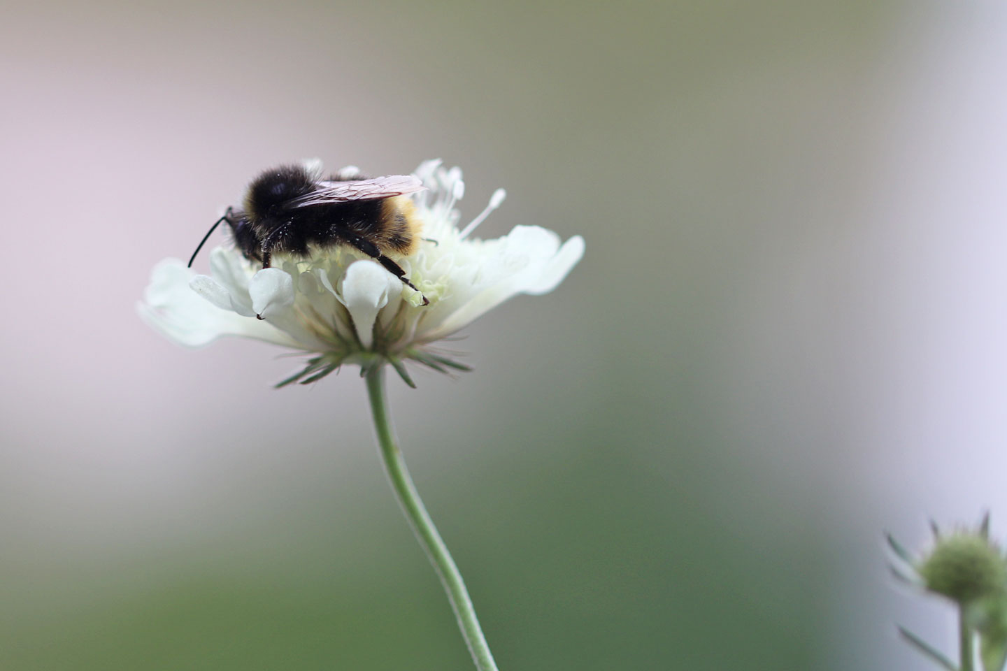 Steinhummel-Drohn übernachtet auf der Blüte einer Gelben Skabiose.