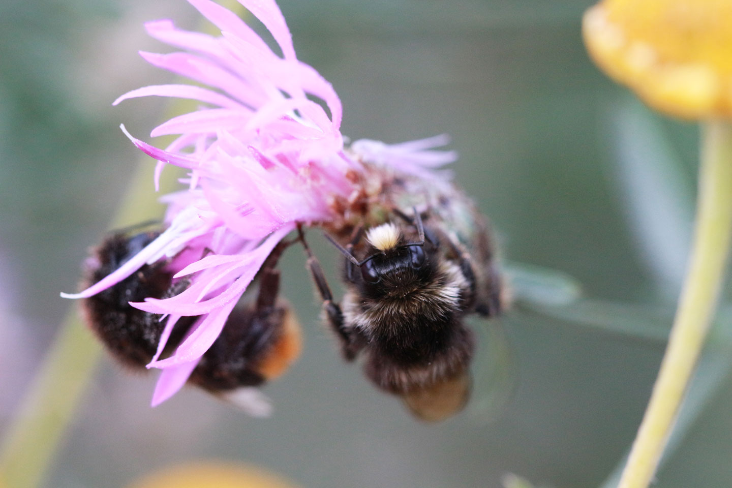 Schlafendes Hummelmännchen an einer Rispen-Flockenblume (Centaurea stoebe). Foto: Margret Artzt