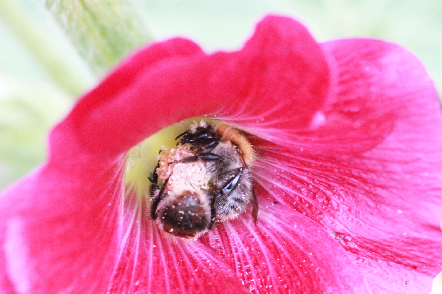 Schlafende Hummelmännchen in einer Blüte der Stockrose. Foto: Margret Artzt