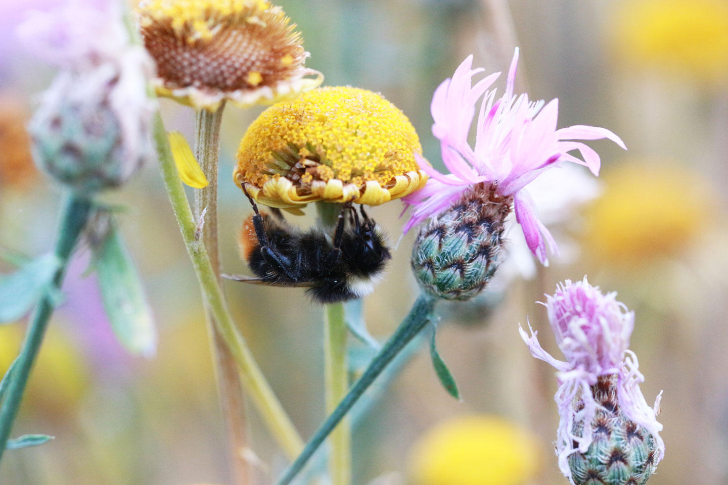 Schlafende Hummelmännchen an einer Blüte der Färberkamille. Foto: Margret Artzt