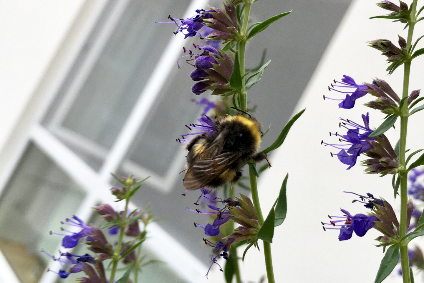 Schlafendes Erdhummel-Männchen auf Ysop