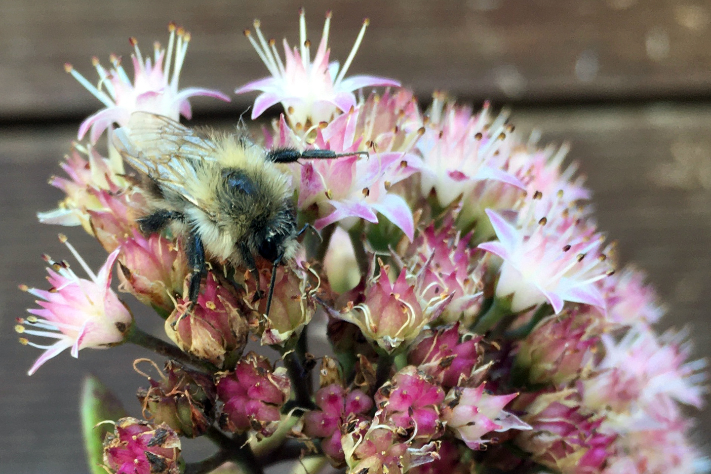 Schlafendes Hummel-Männchen auf einer Fetthenne einem Wildpflanzen-Balkon in Bielfeld. Foto: Katrin Wittek