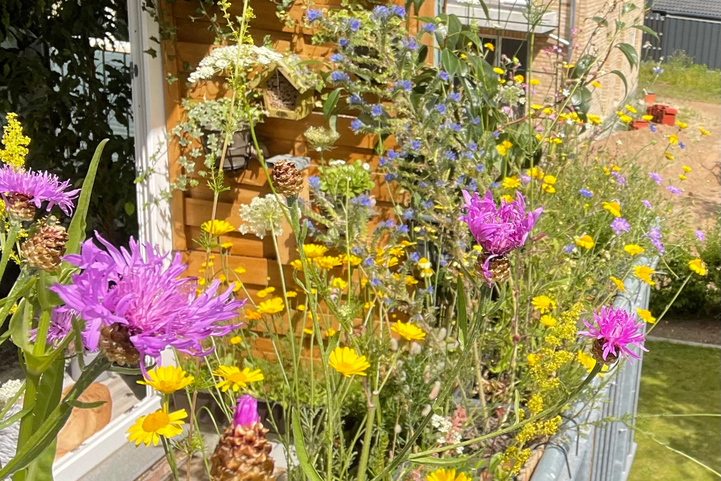 Ende Juli und der wilde Balkon blüht in voller Pracht.