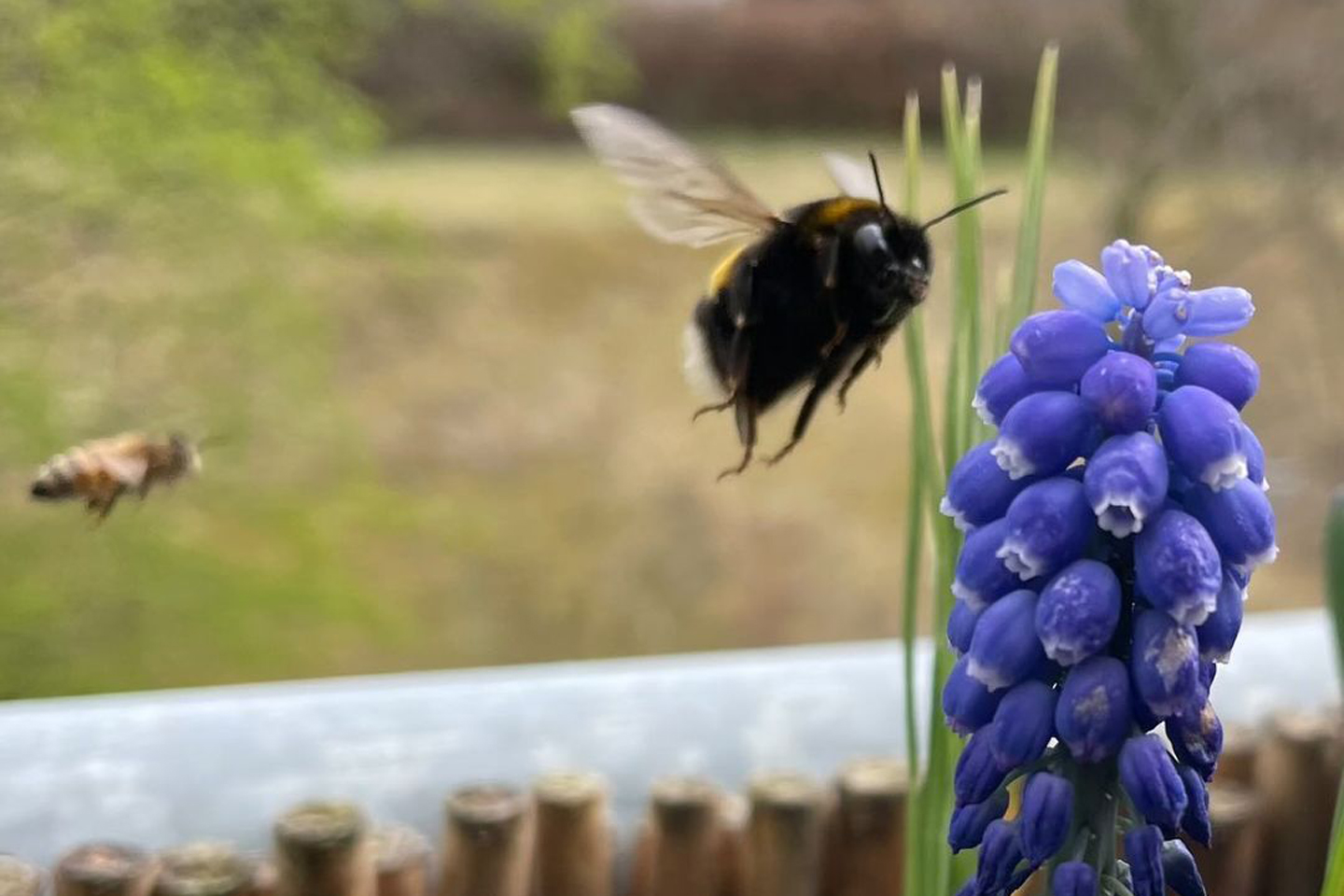 Ende März 2022: Erdhummel steuert eine Weinbergs-Traubenhyazinthe (Muscari neglectum) an. Eine Honigbiene im Hintergrund hat es eilig.