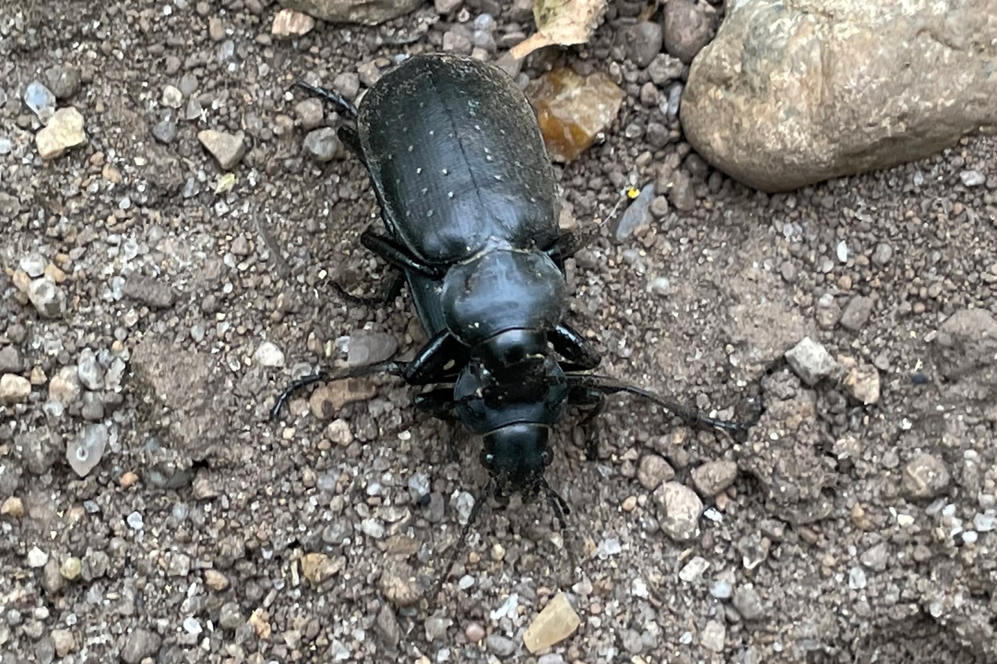 Goldpunkt- Puppenräuber (Calosoma auropunctatum)