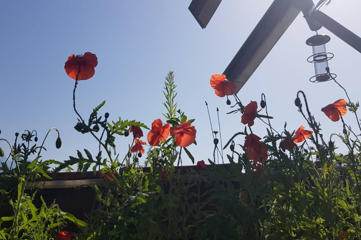 Der Ausblick auf den Balkon, der Mohn blüht wunderschön und leitet den Sommer ein.