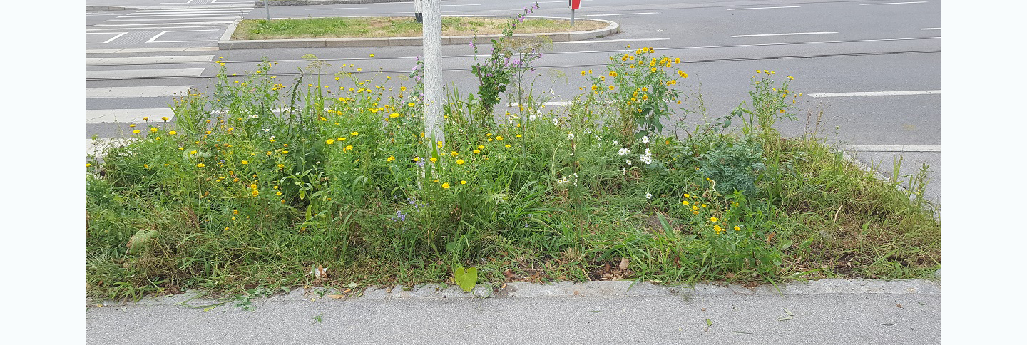Die Bauminsel Anfang dieses Sommers, einige Saat Wucherblumen und eine große Wilde Malve blühen.